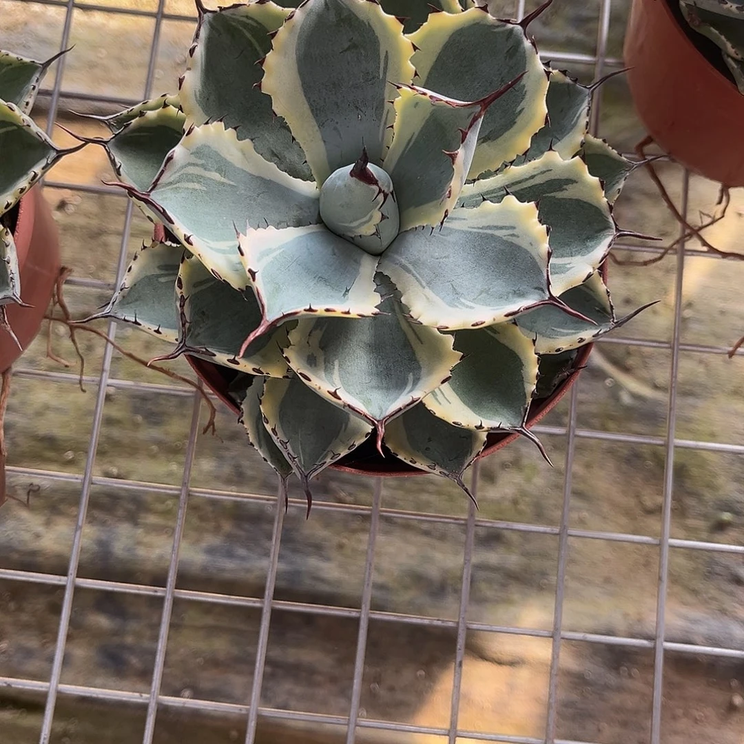 霸***靶吉祥冠锦龙舌兰花卉