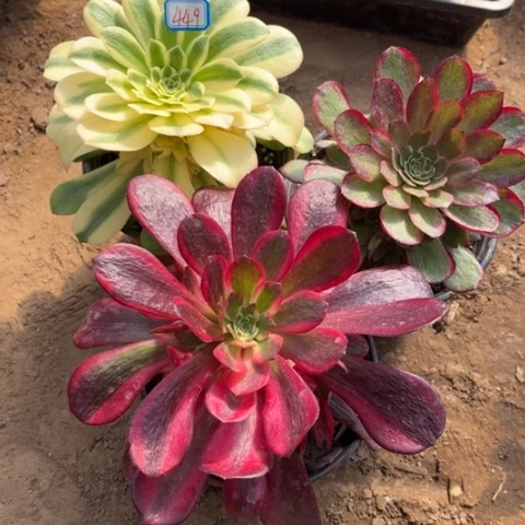 449多肉植物组合