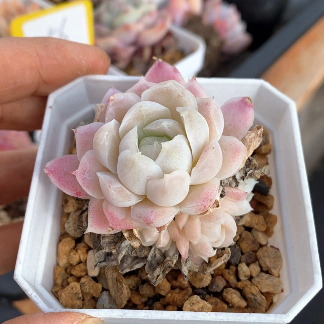 精品多肉一物一拍不包整211