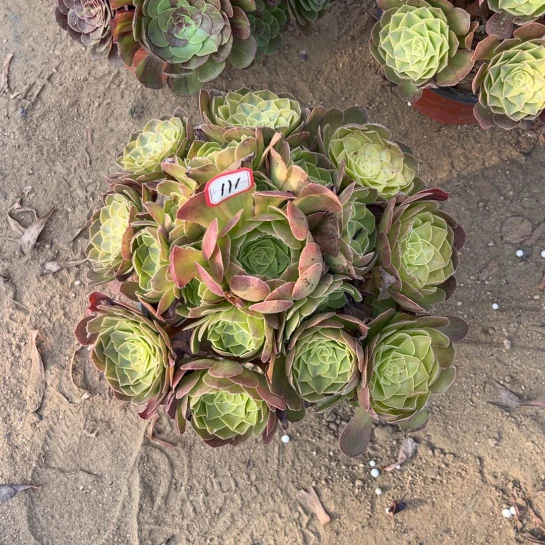 111多肉植物雨荷法师
