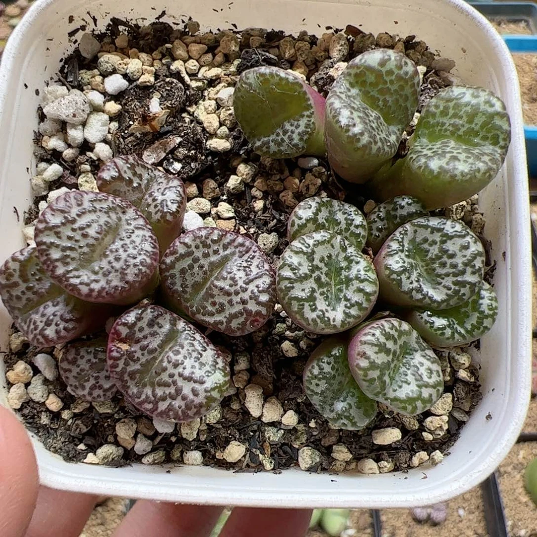 【闪购商品】141 清盒红娇