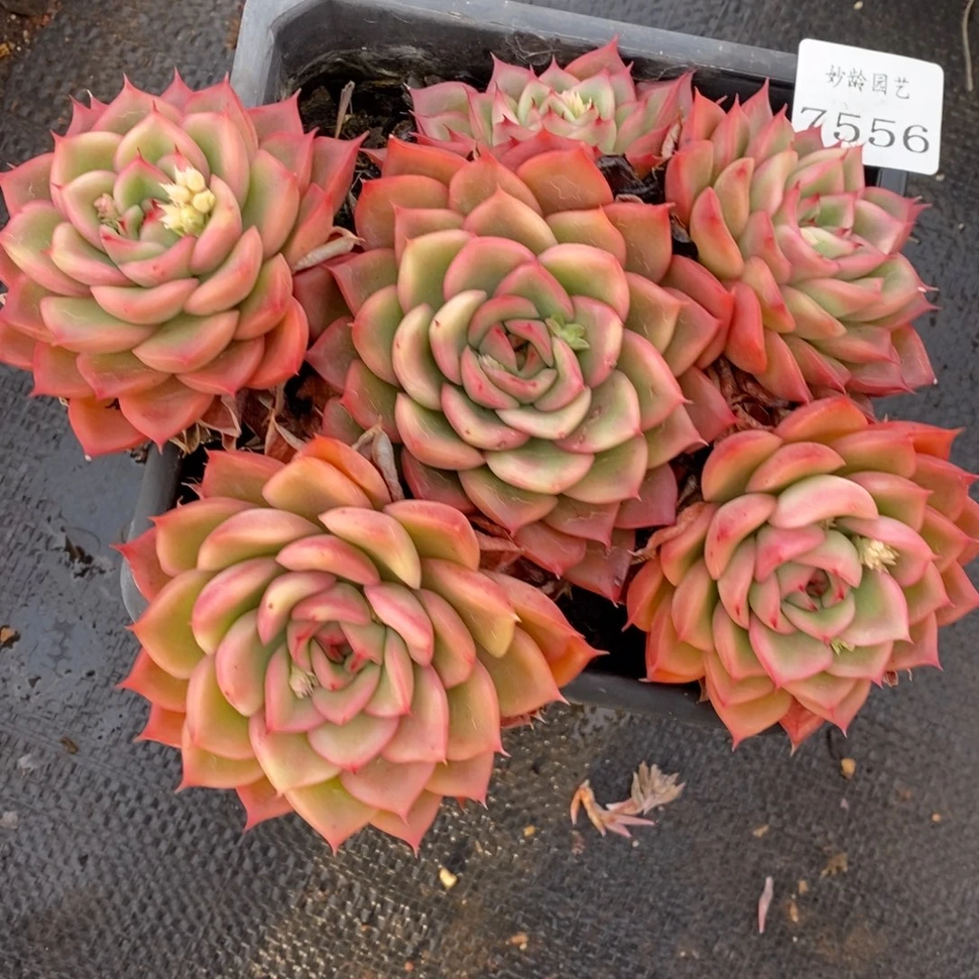 7556杂交多肉老桩