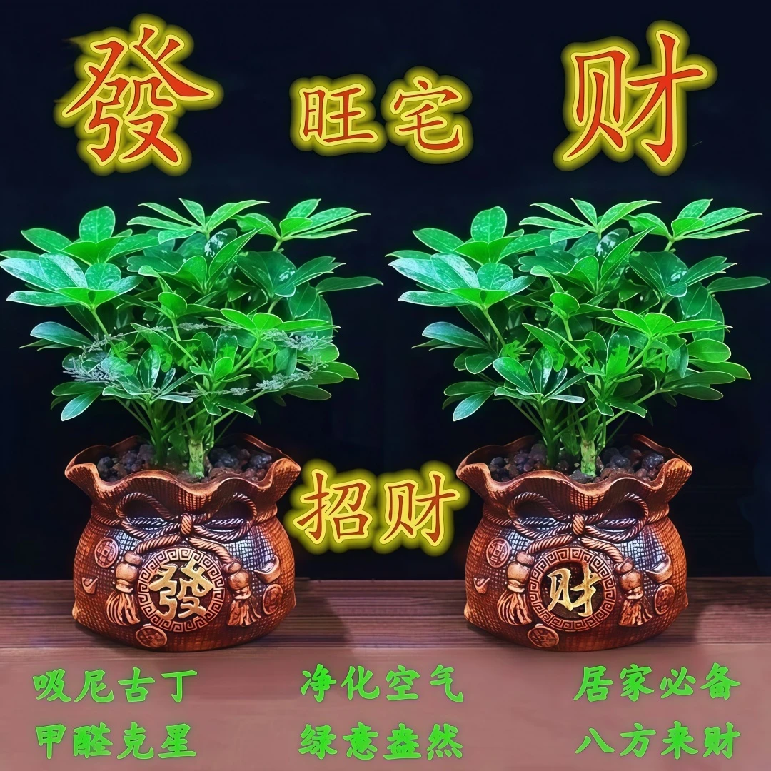 八方来财鸭脚木盆栽桌面鹅掌柴盆栽室内七叶莲小苗吸甲醛绿植阳台