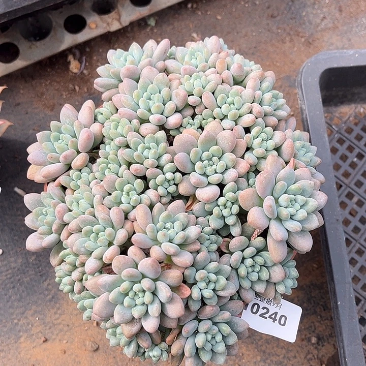 阿雅园艺。         240鱼子酱