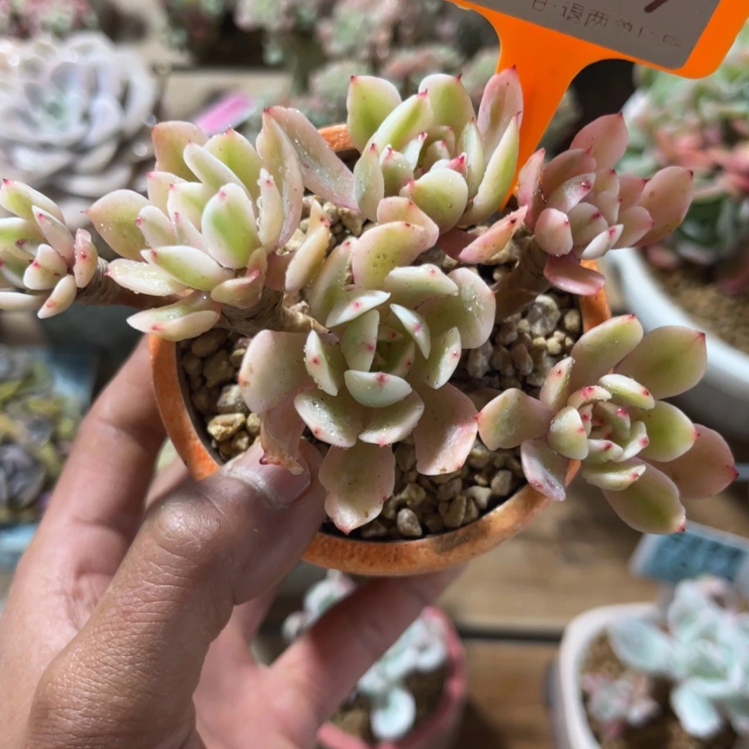 云尘多肉一物一拍不含盆829