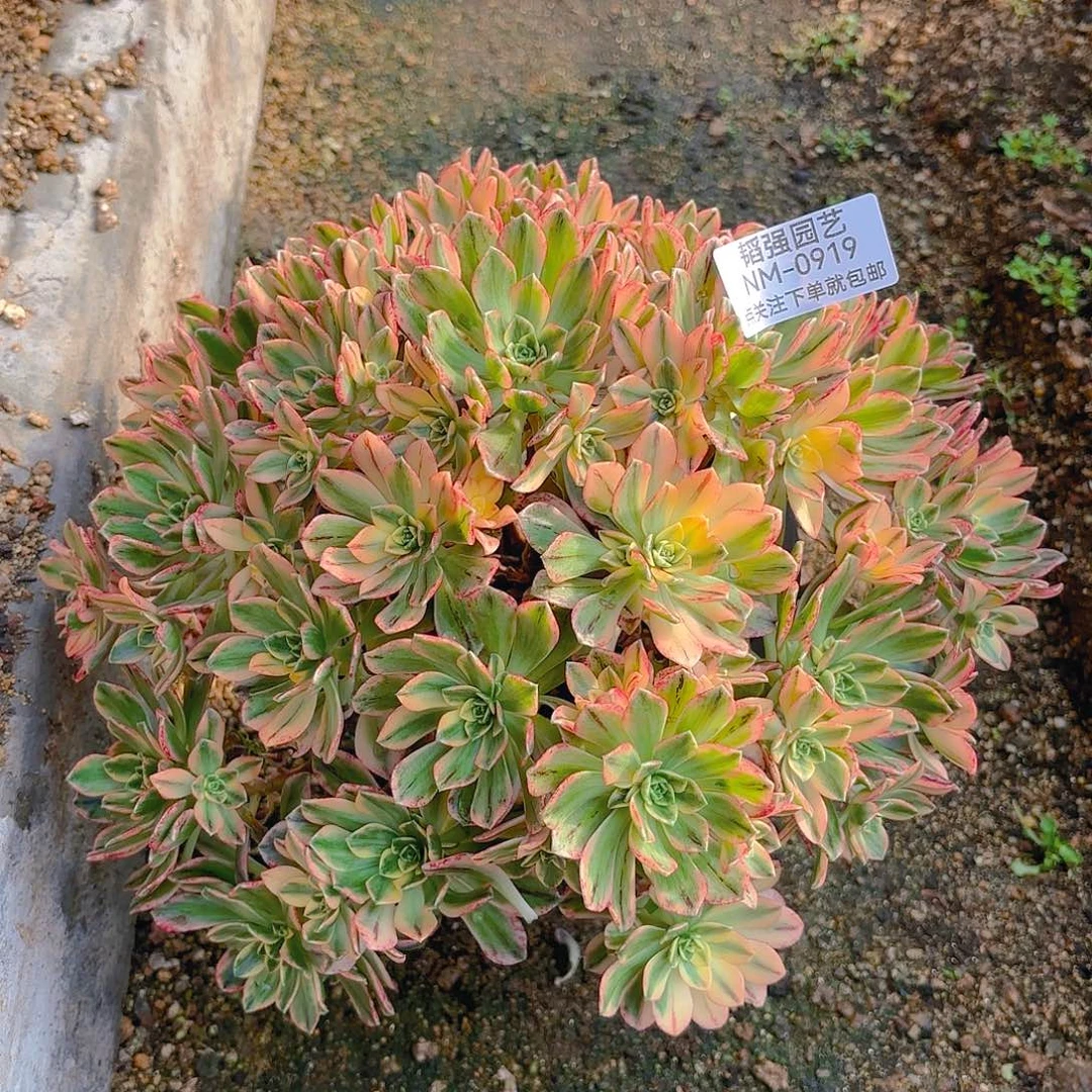 甜茶多肉植物919