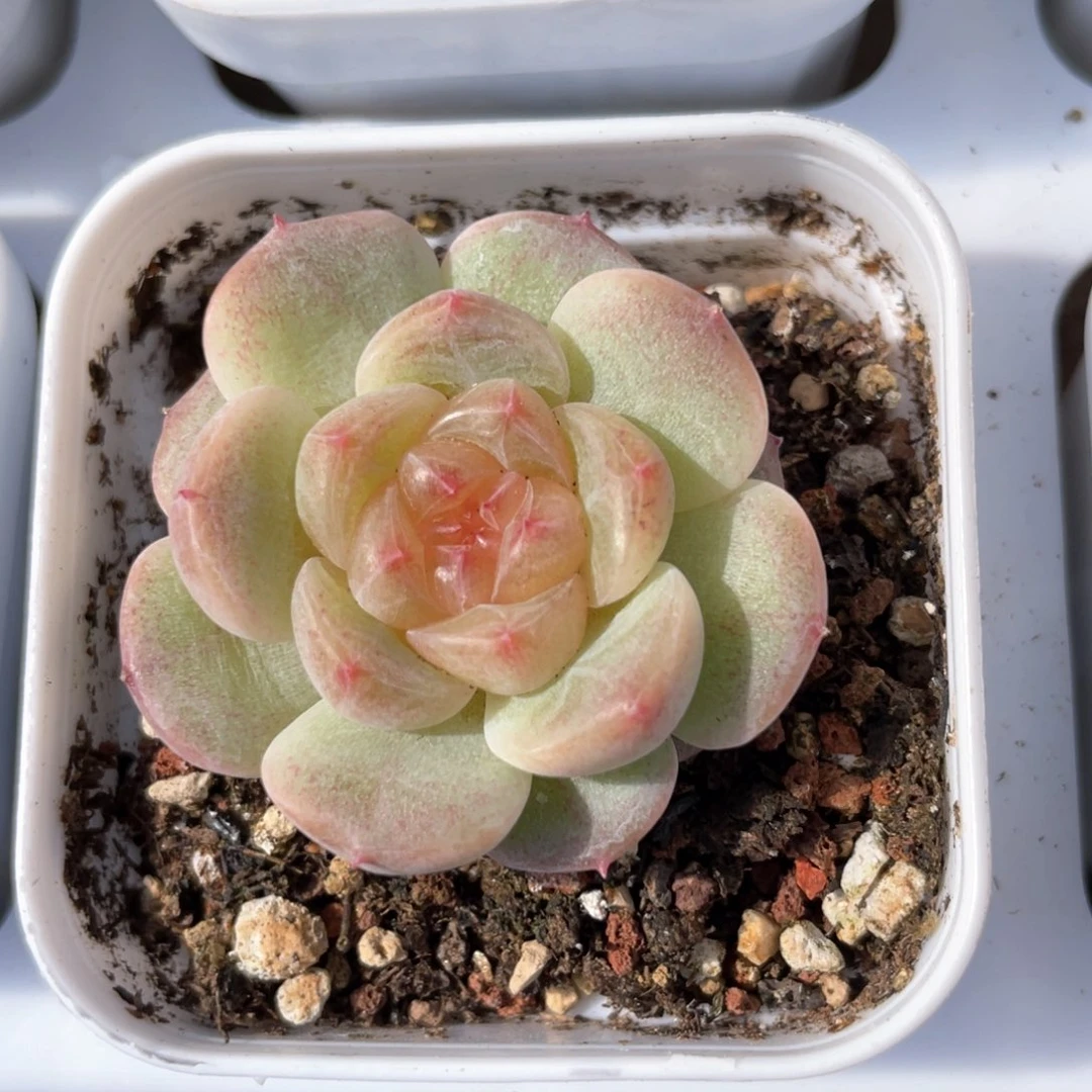 优选甜心福利1201