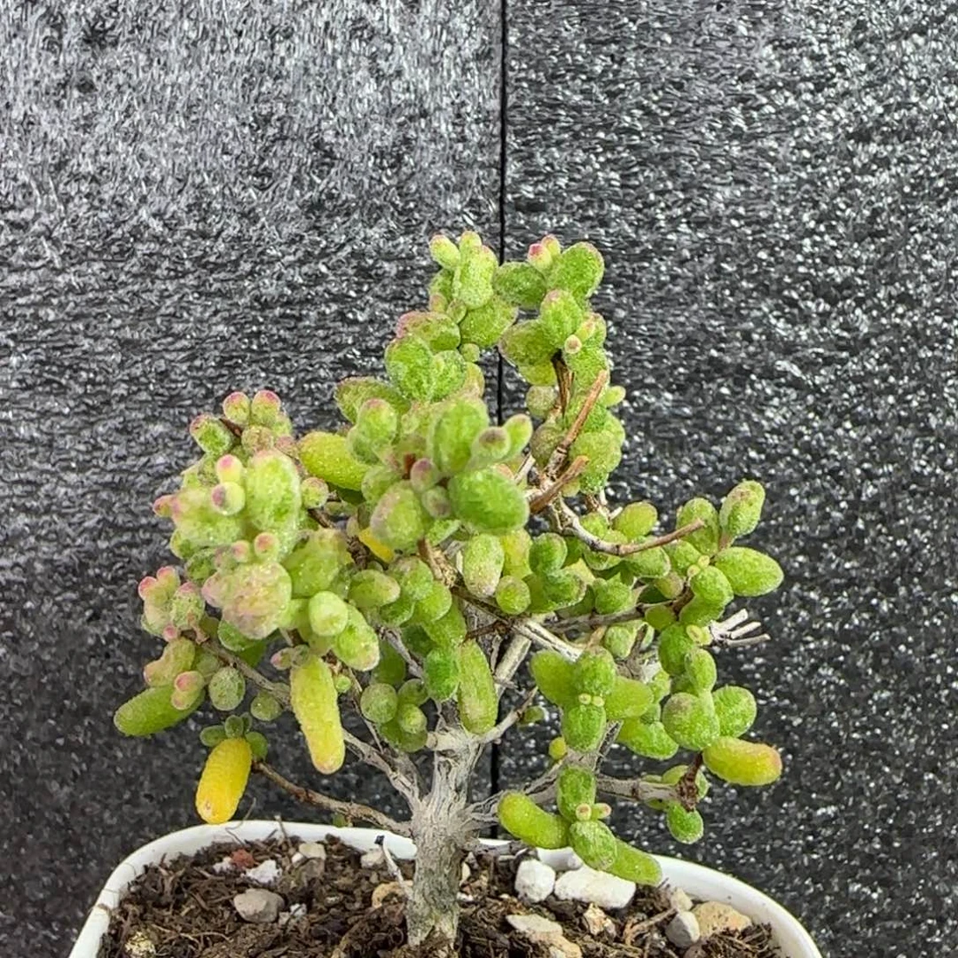 dy0397糊斑福利一物一拍