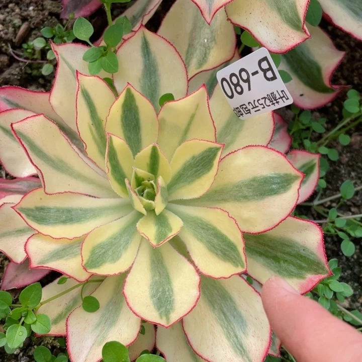 680魅影多肉12345678