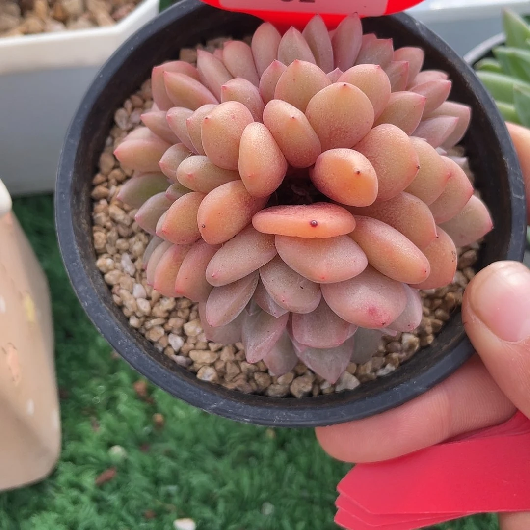 萌肉小筑0730-2凌雪缀化开播福利