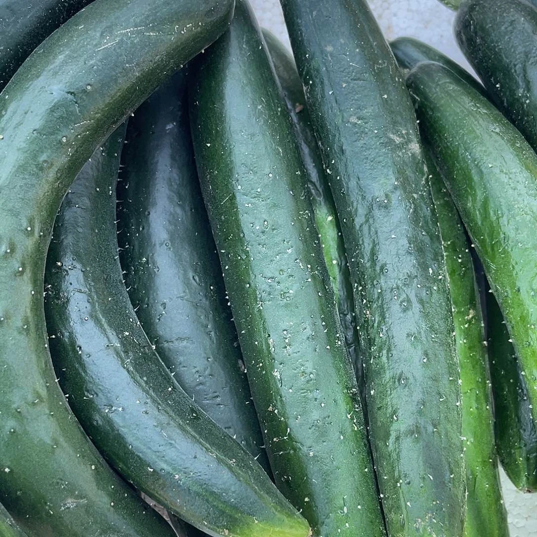 中国大陆黄瓜三斤含箱赶集