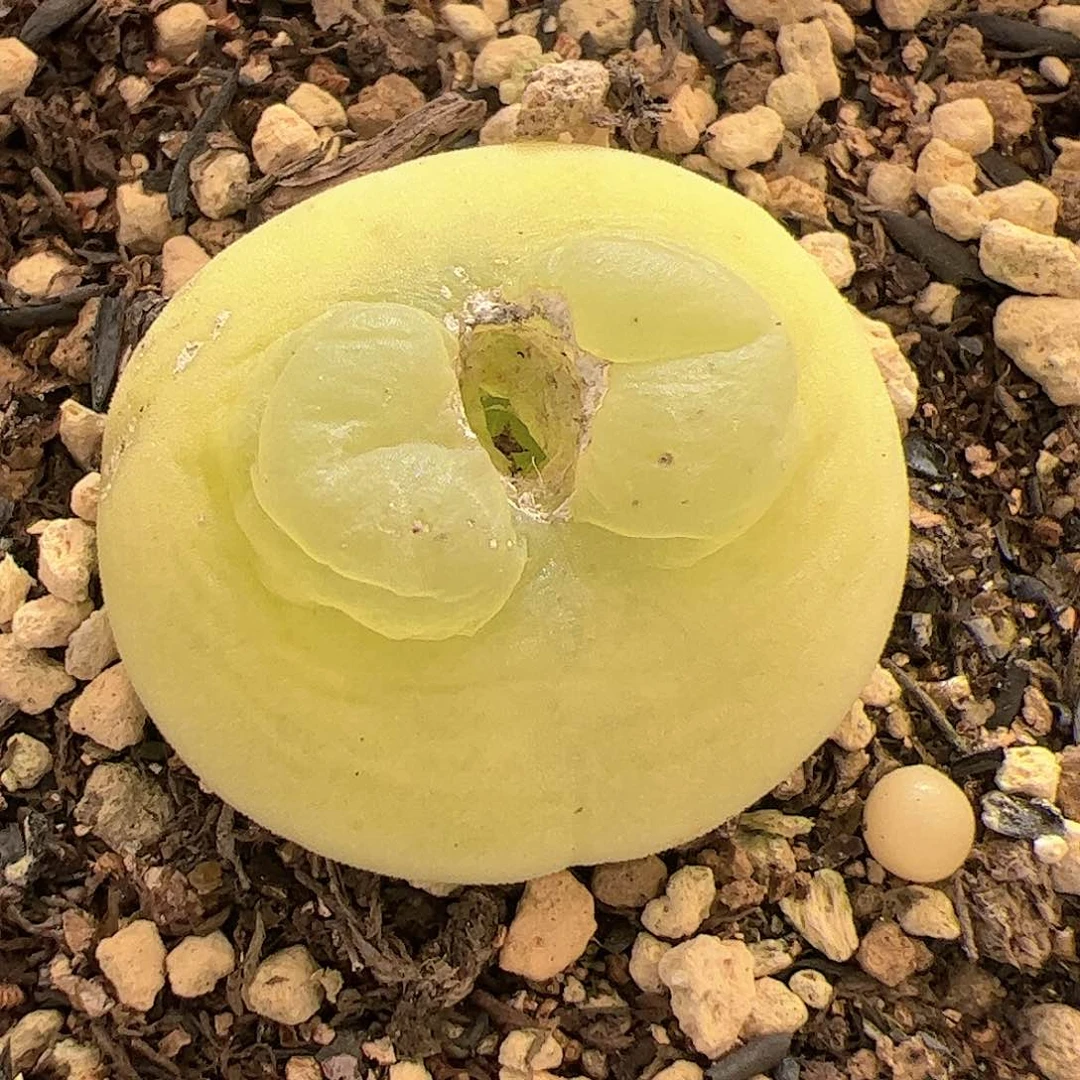 【闪购商品】102 福利拉登