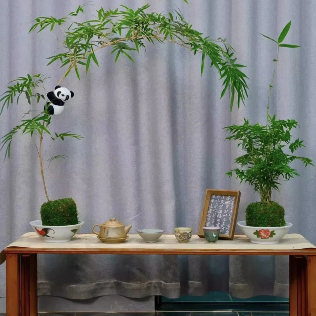 红观音竹室内观赏绿植飘枝可水培造景（接受不了黄叶不要拍）