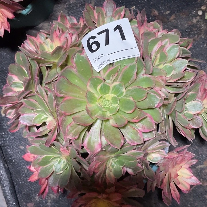 671黑膜锦法师3-4花花