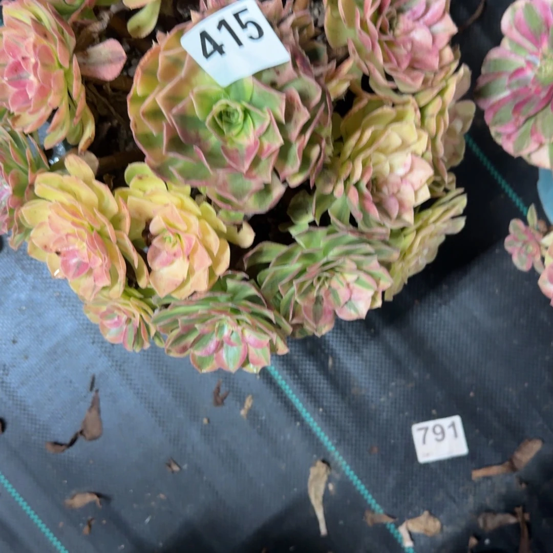 大雨河多肉植物老庄415