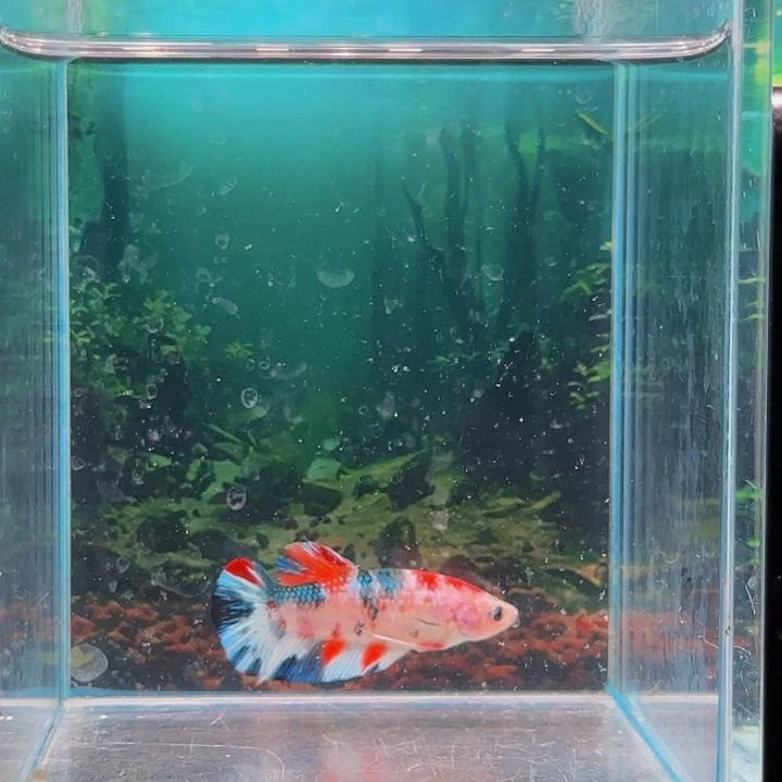 红海倒吊鱼预计几年之前开始就
