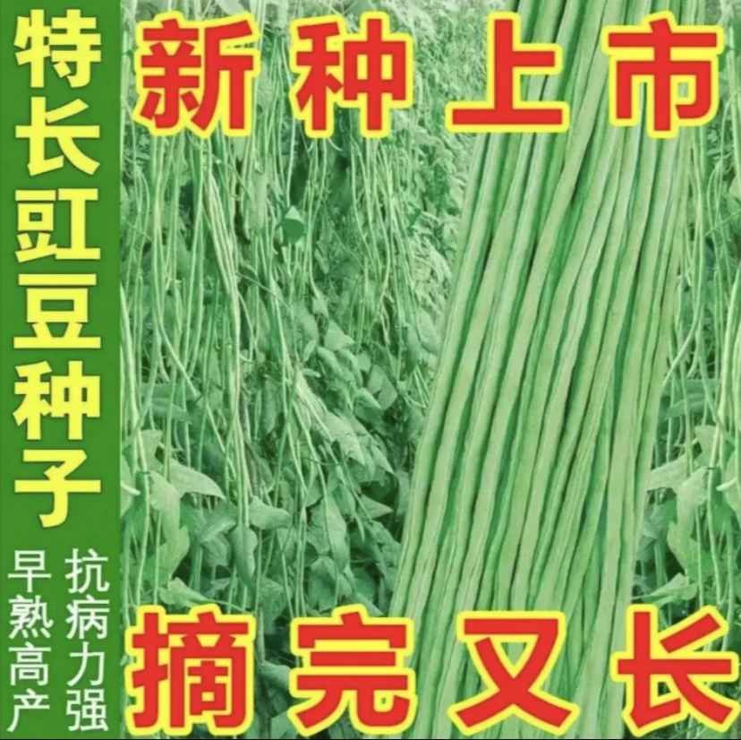 春秋长豆角高产长豆角豇豆种子四季春秋农家蔬菜种植发芽生长适应
