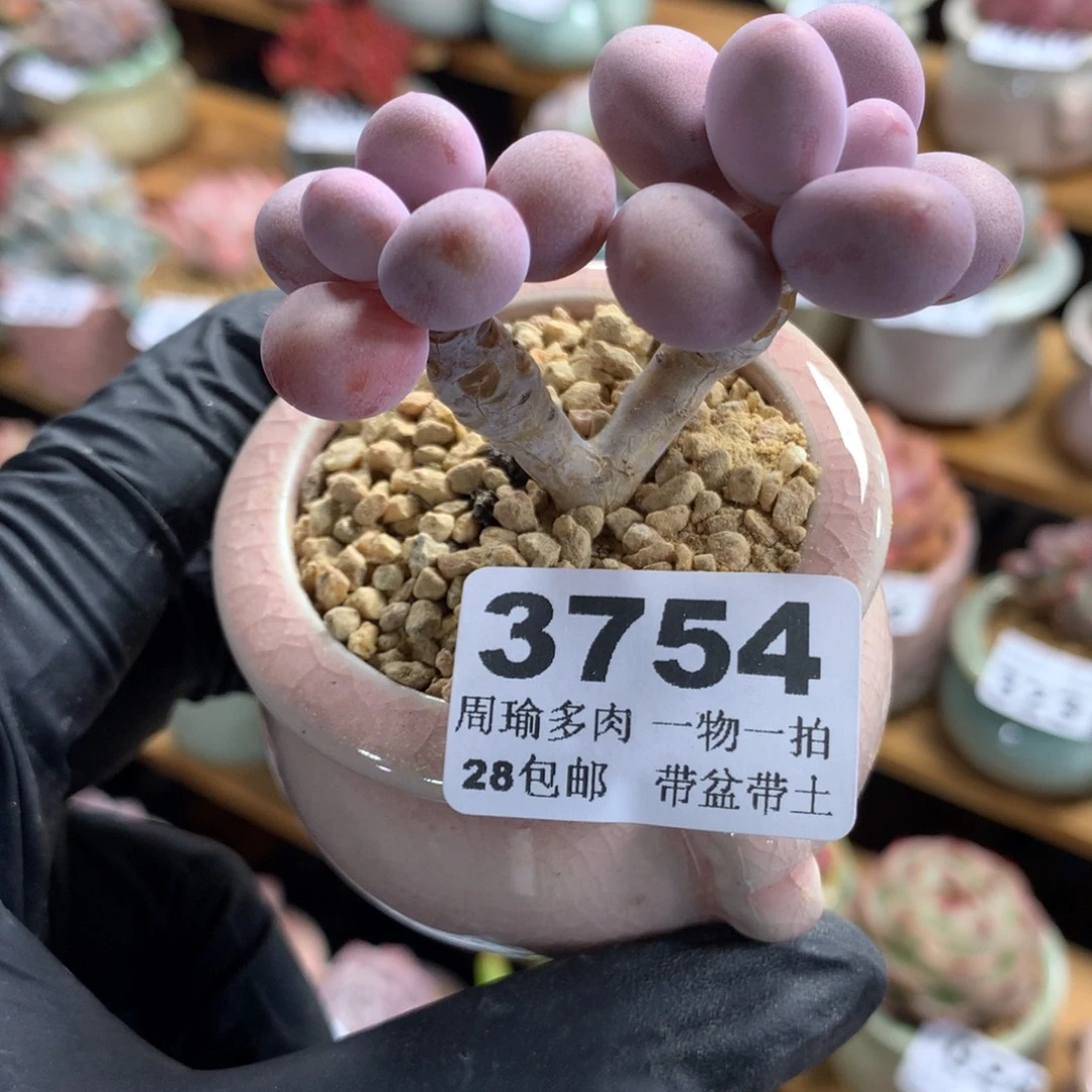 精控多肉植物3754