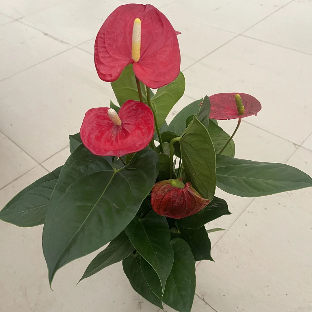 150特伦萨红掌盆栽带花室内绿植四季开花