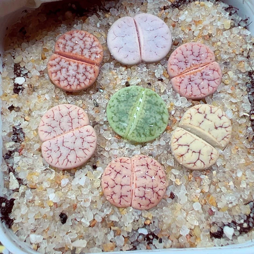 精致优秀的肉肉719-70
