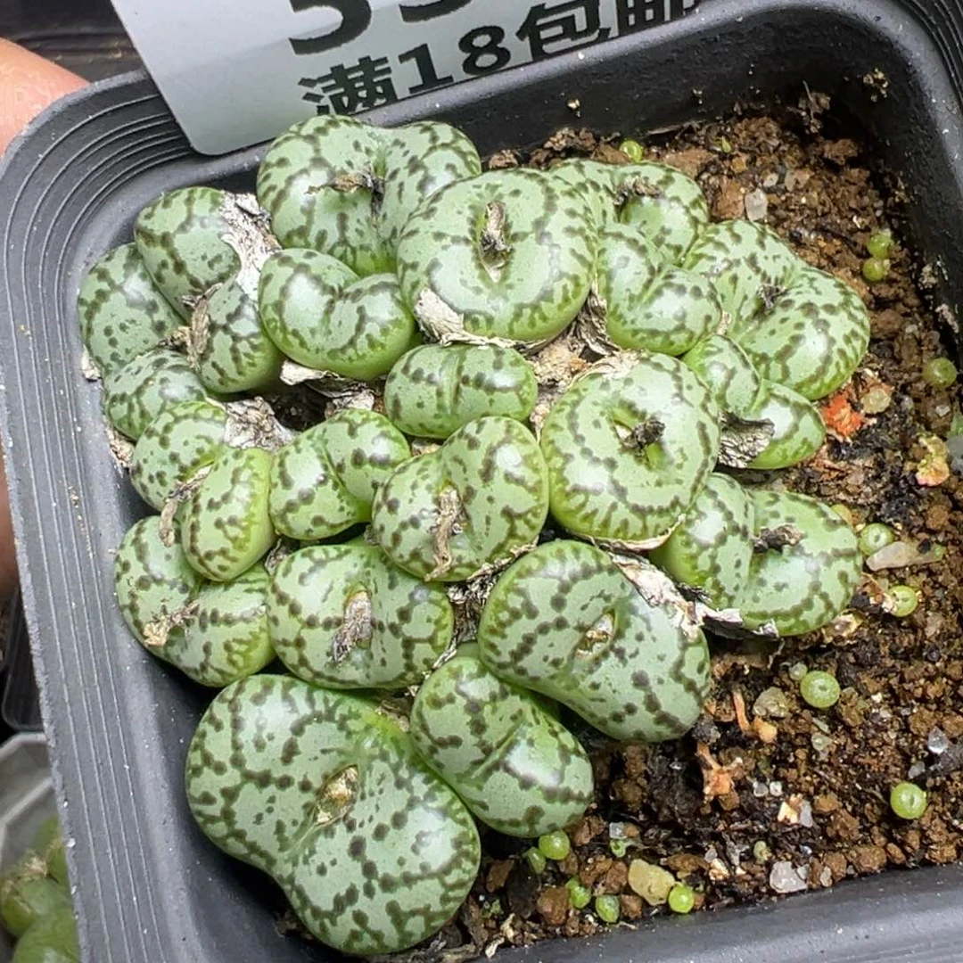 【闪购商品】 330。