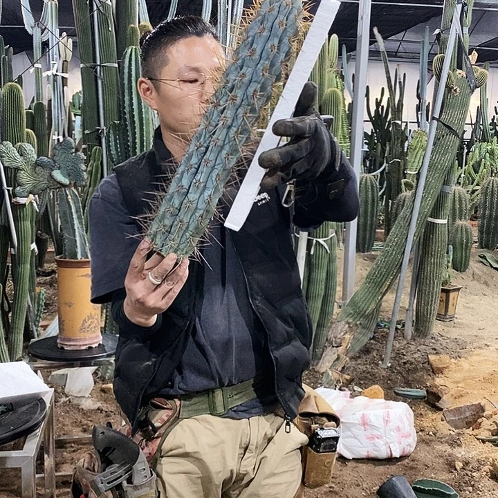 龙***）37号拍品。