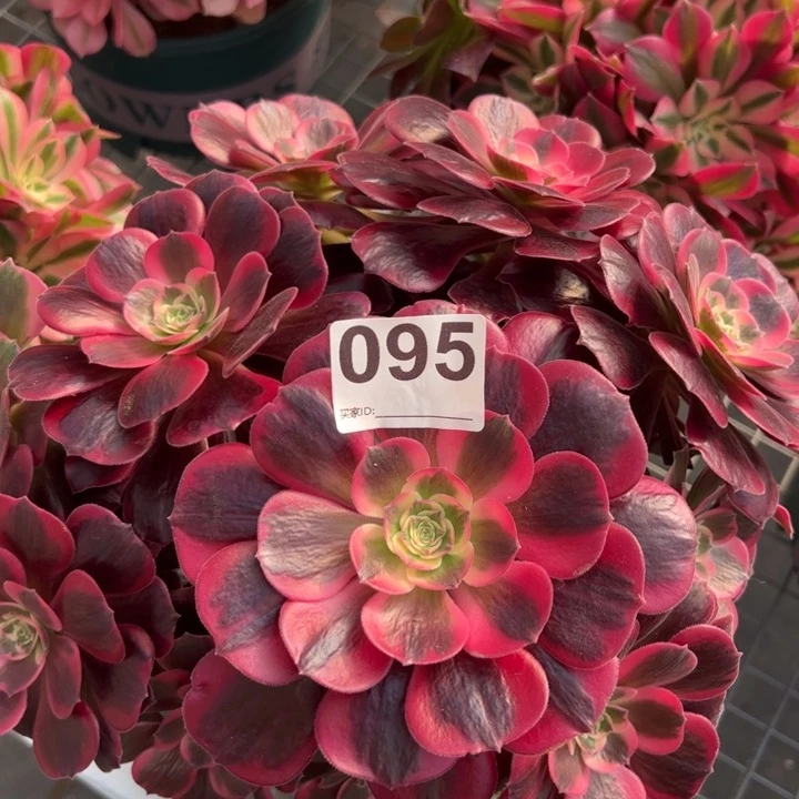 095凤冠25厘米左右