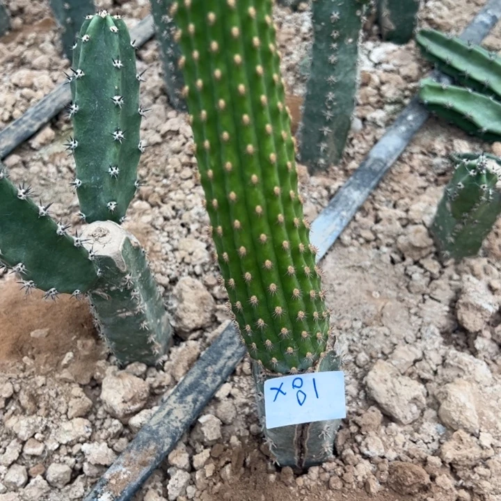 冰***洁X81袖普嫁接金妞艾维塔35