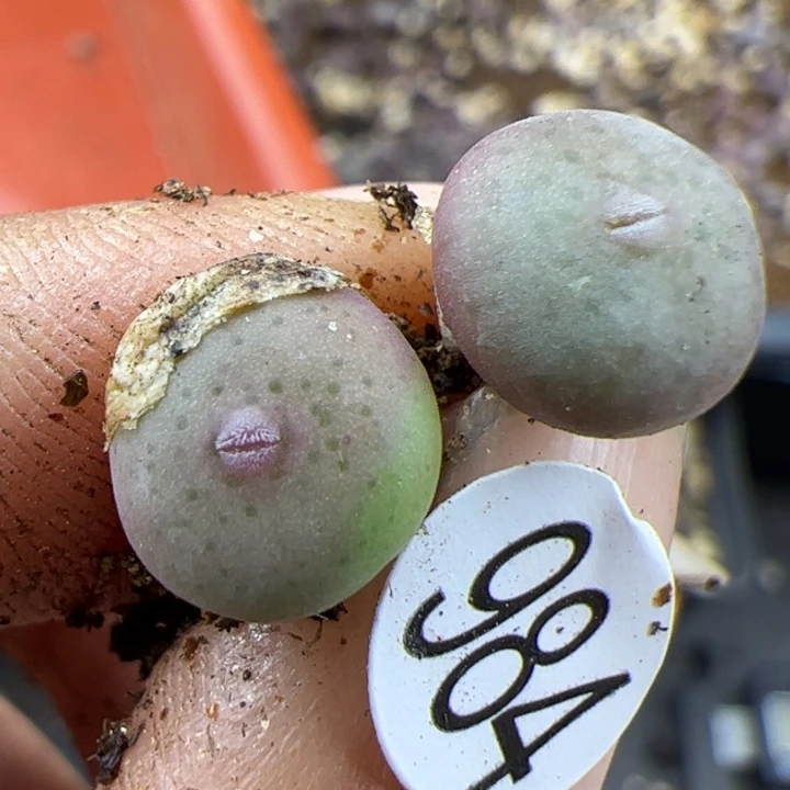 984号这颗多肉有点好看