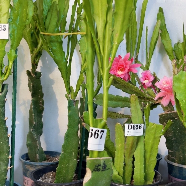当前无花栽培后可以开花667