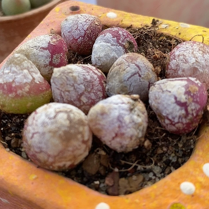 1厘米以上灯泡10颗