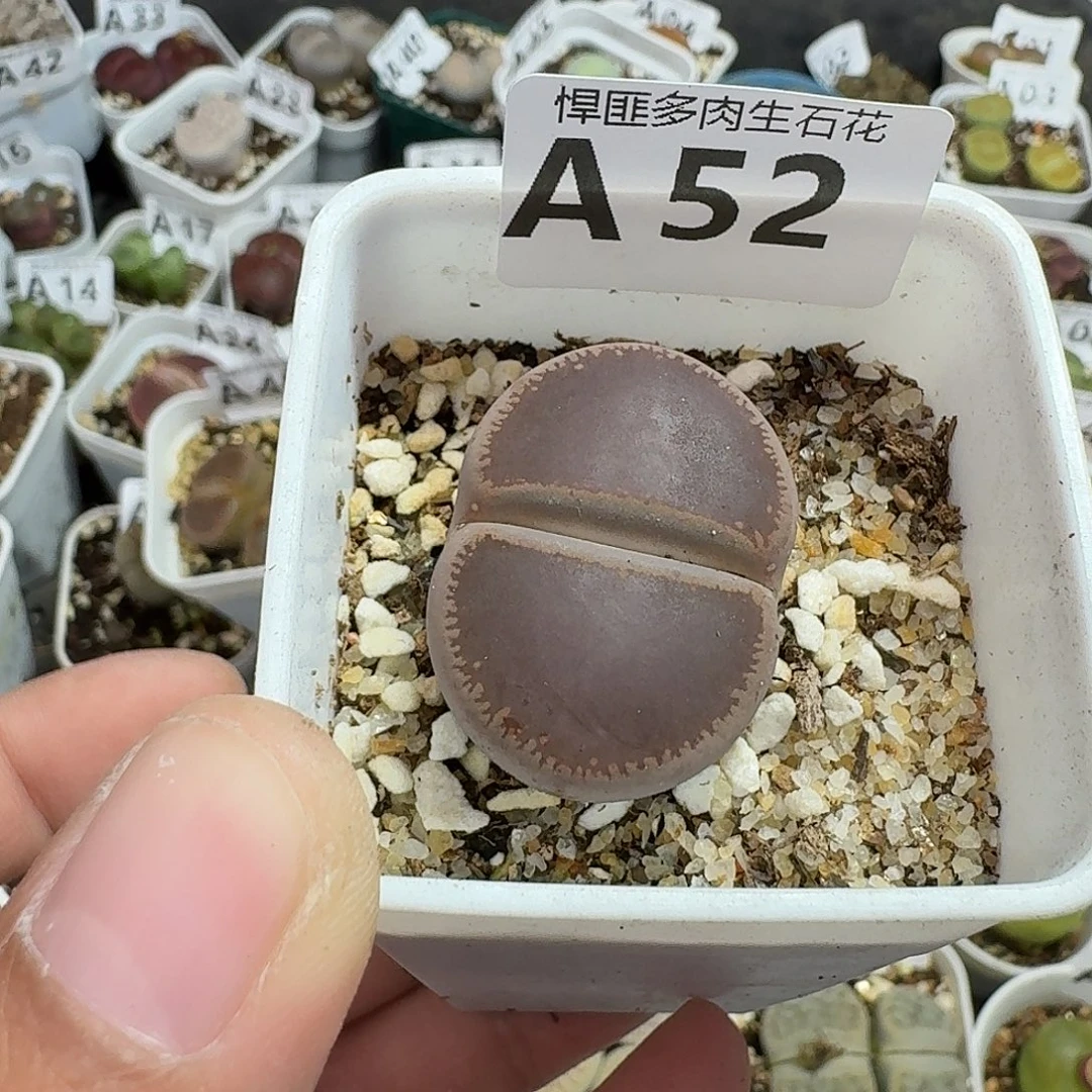 52多肉植物多肉植物