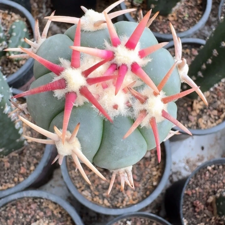 割刺白刺翠平苗接