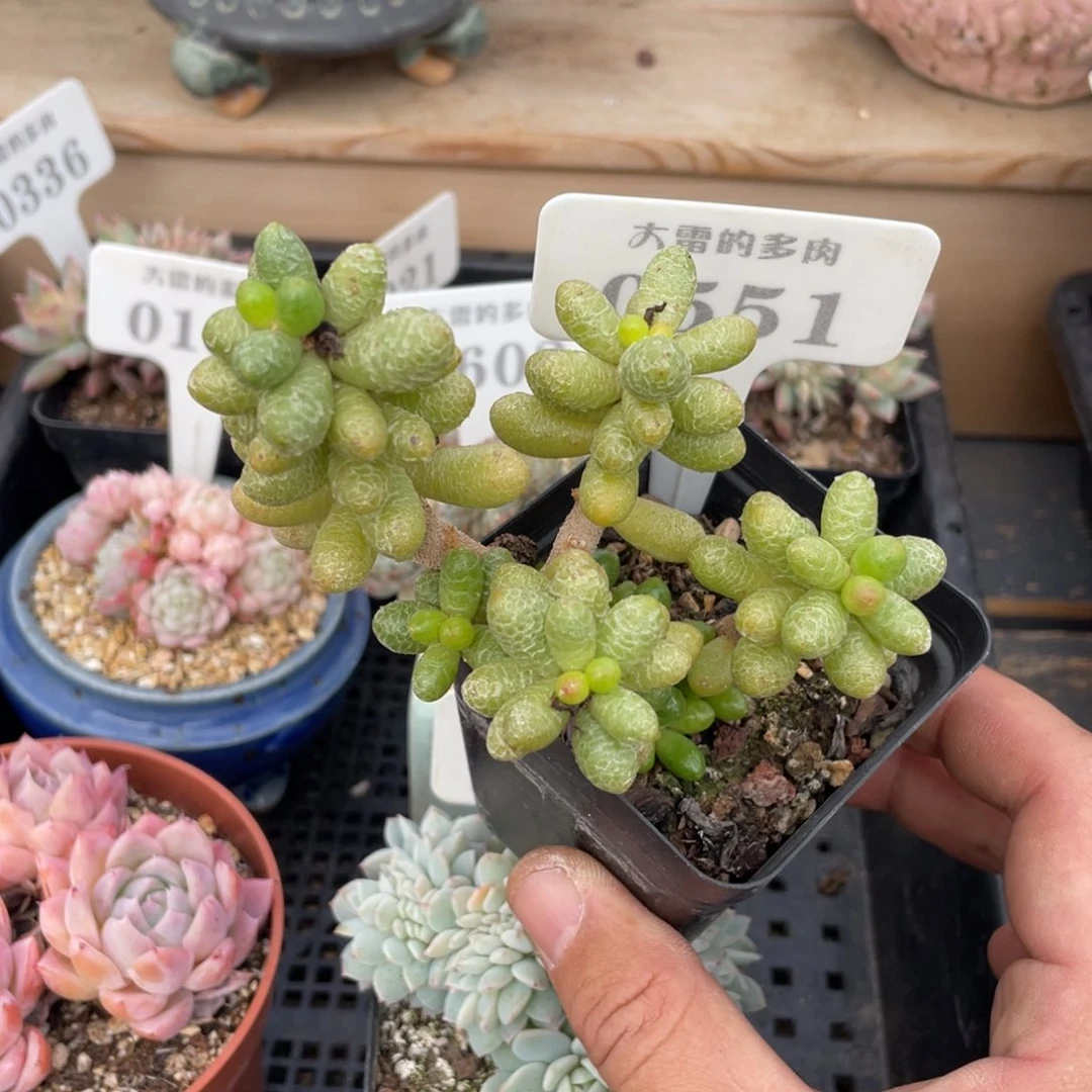0551绿龟蛋不带盆9厘米