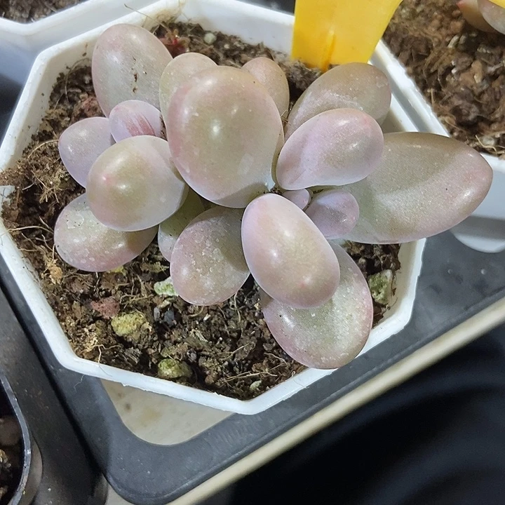 多肉植物蛋黄奶2113