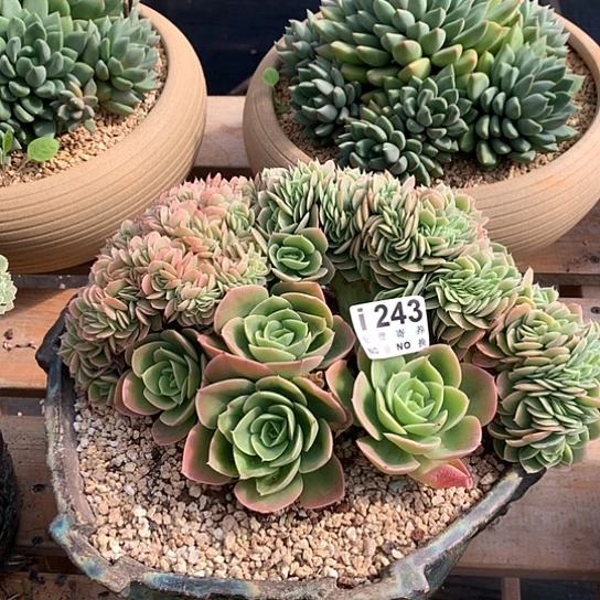 星娜塔缀化243 亏本处理退款拉黑7-8天发货