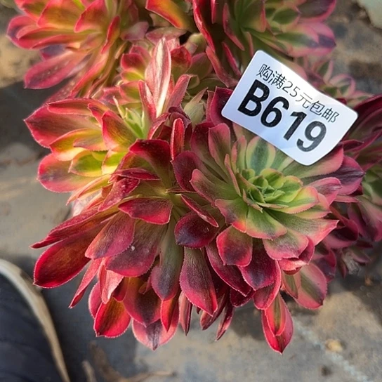 跑*多肉植物一个有砍