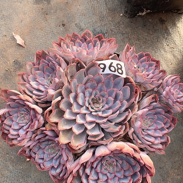 968猎户座一物一拍多肉