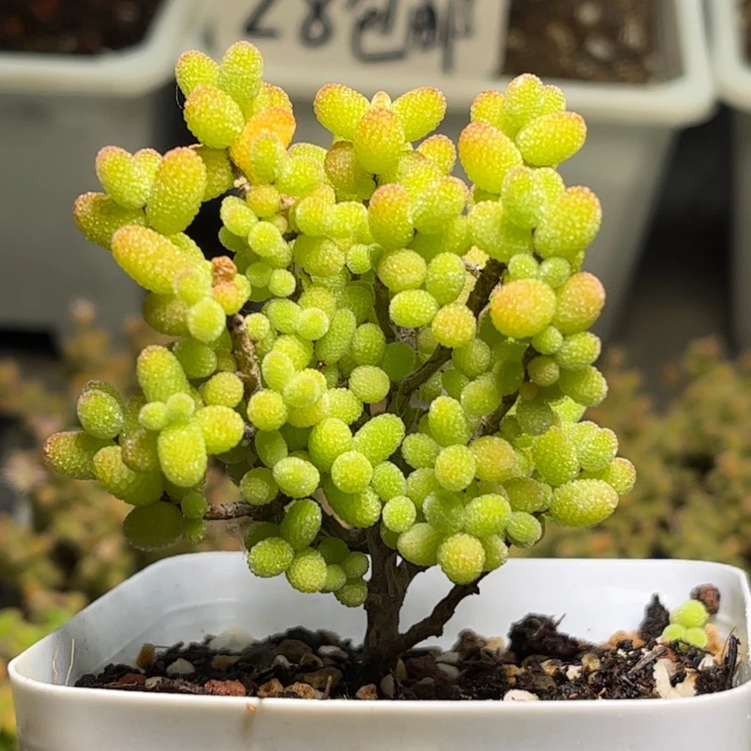 11金桔优选枝干番杏