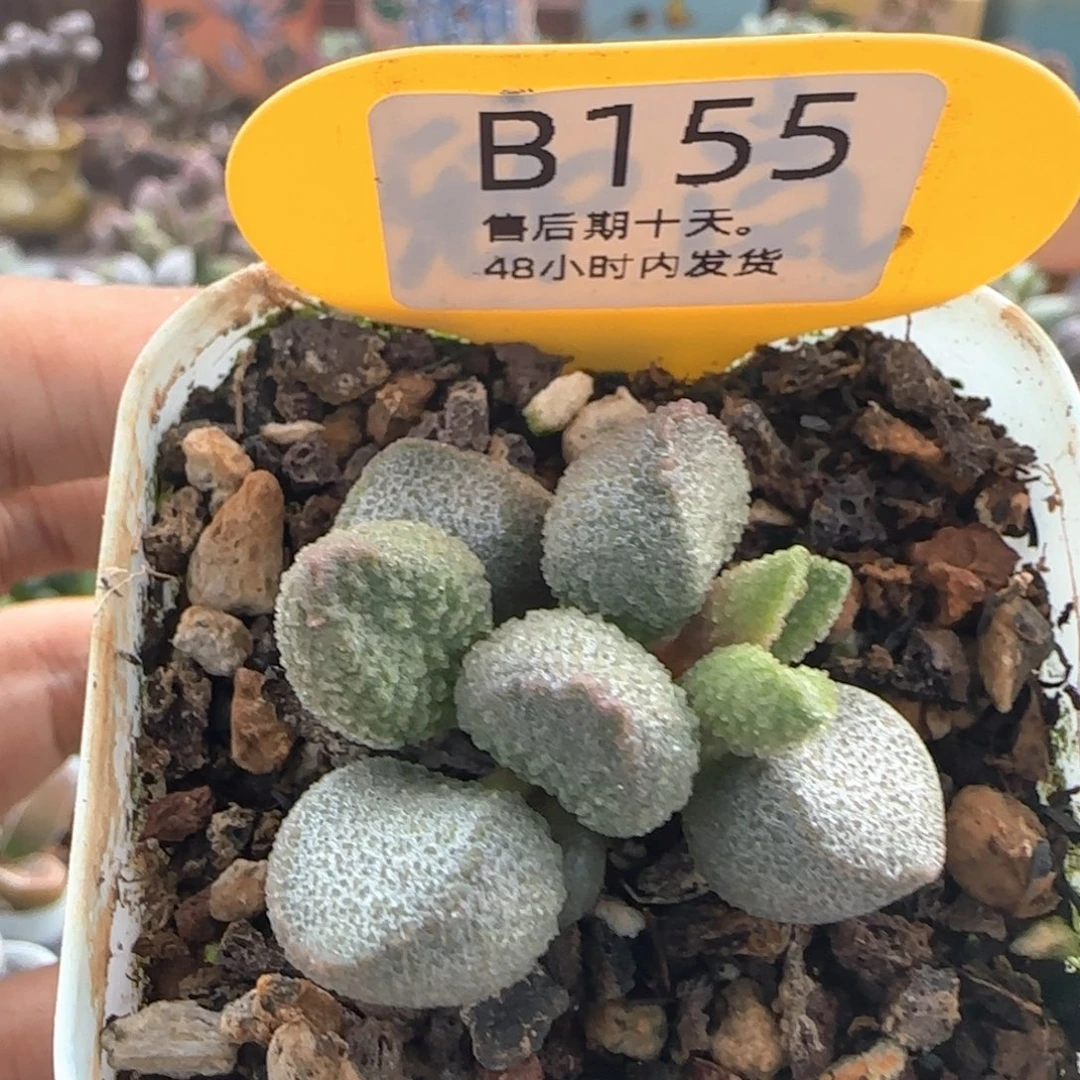 圆胖叶冰桃。    155。
