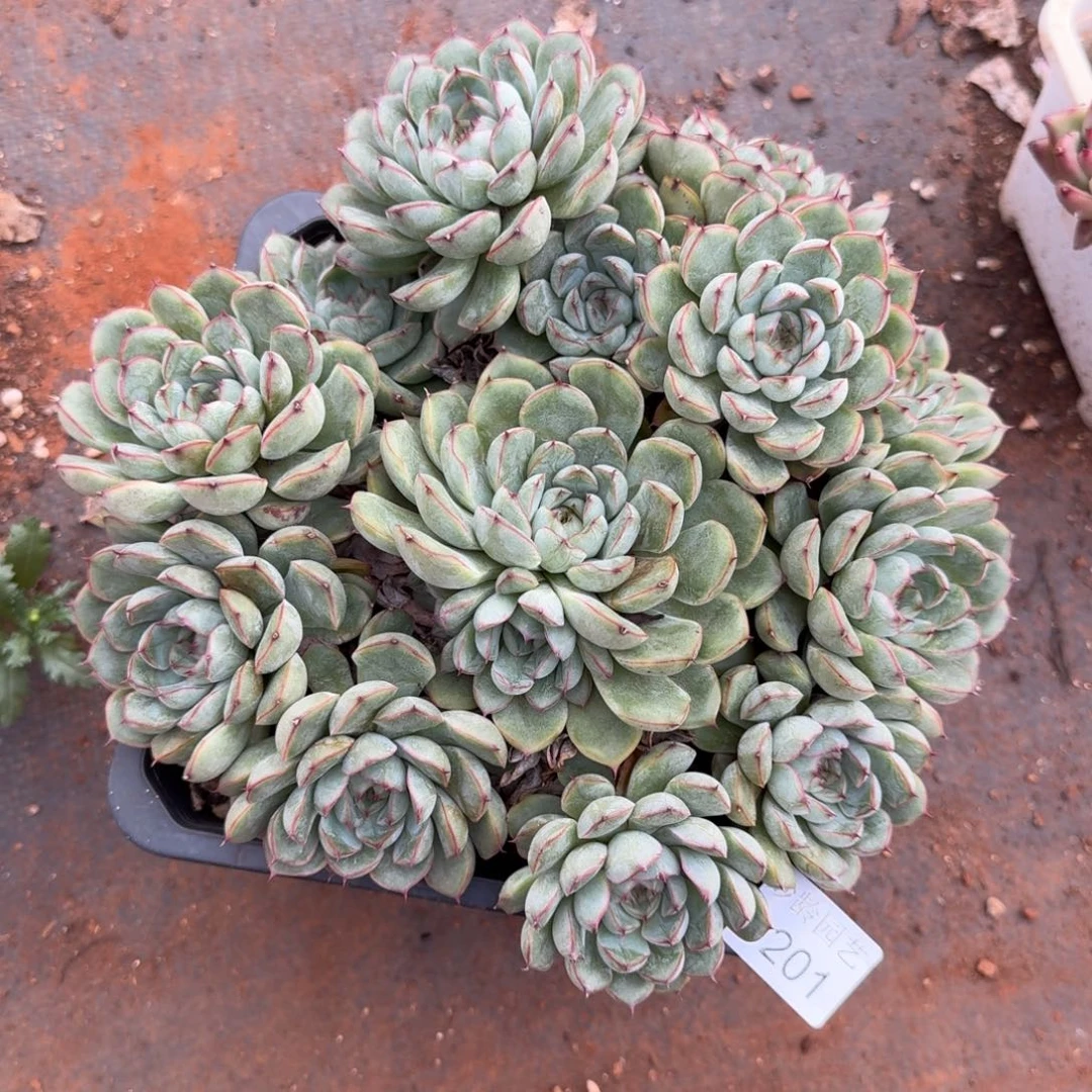 叮***59201杂交多肉植物基地