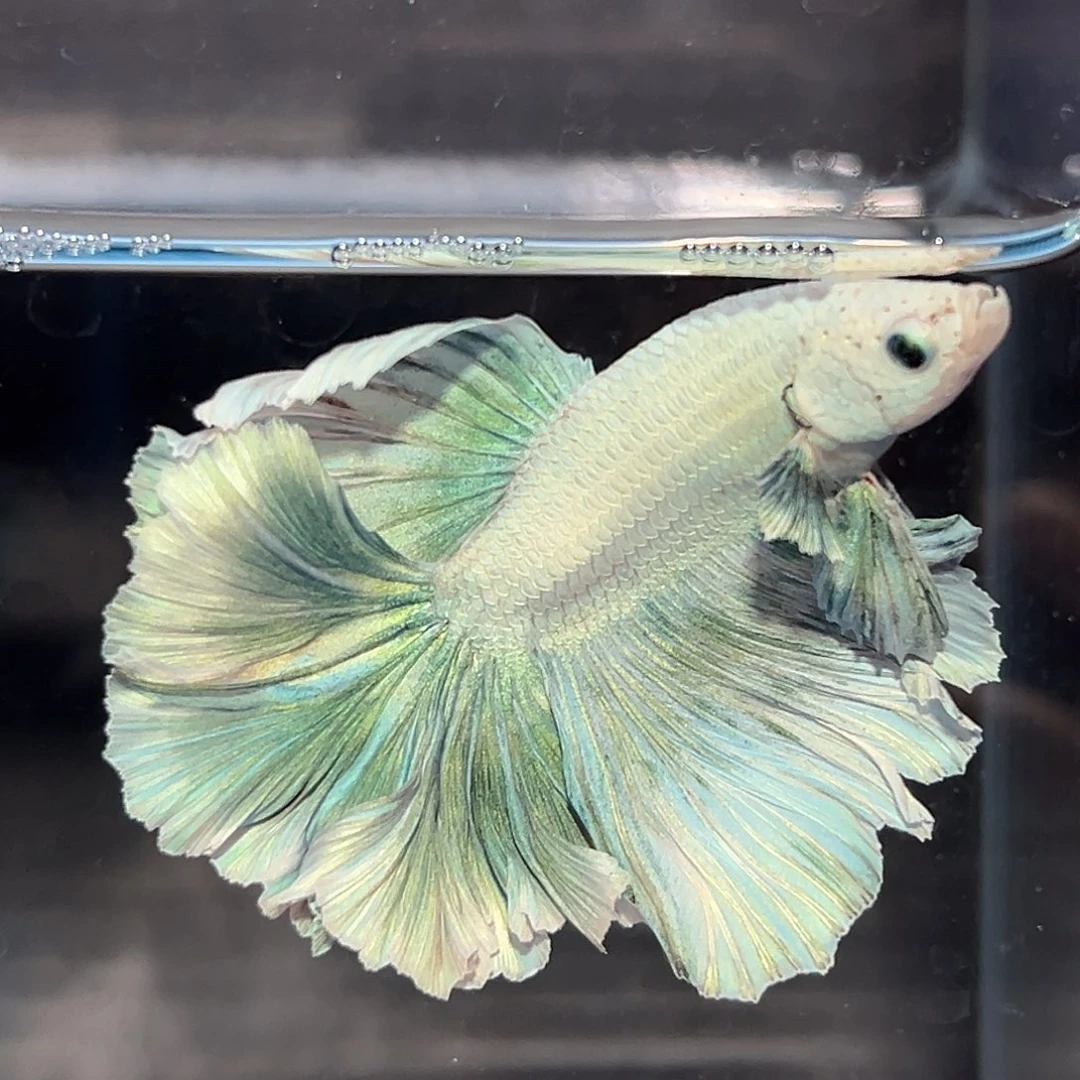 斗鱼64号清货价绿色花瓣