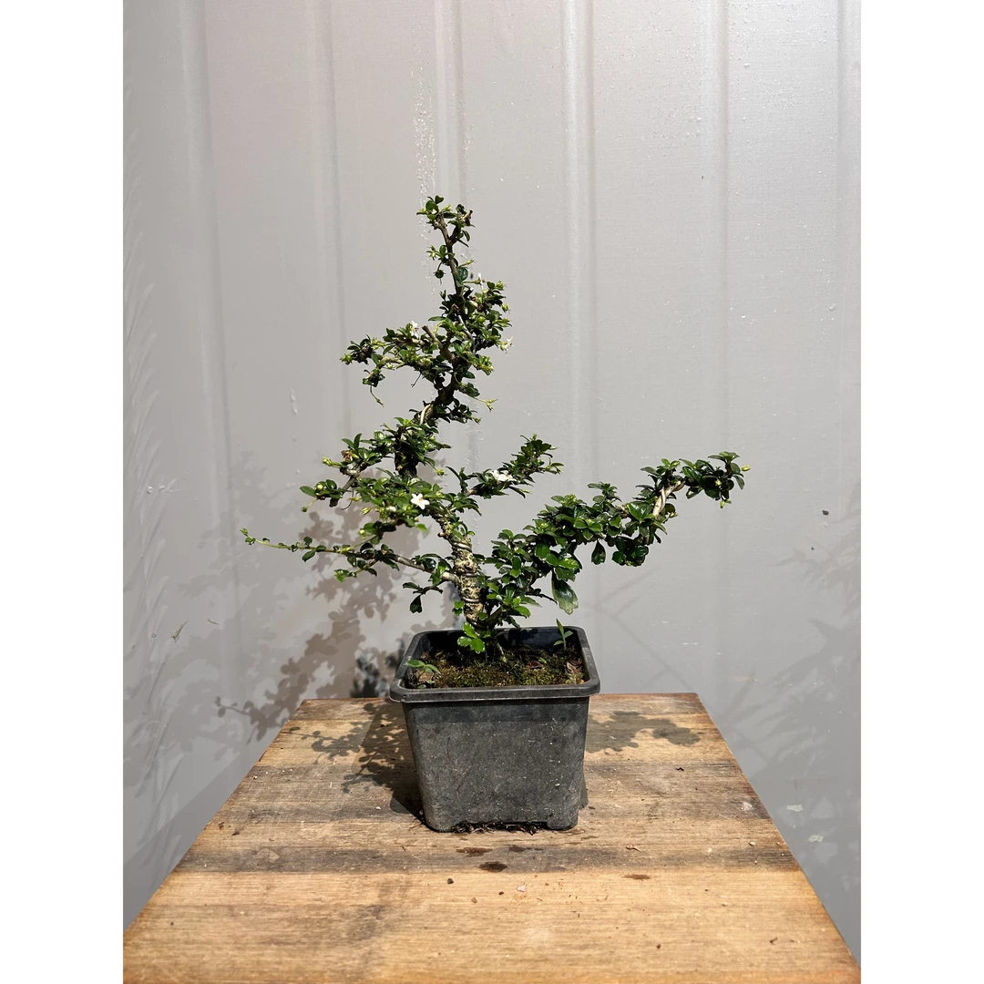 【造型小叶福建茶】好养懒人绿植盆栽阳台庭院木本植物