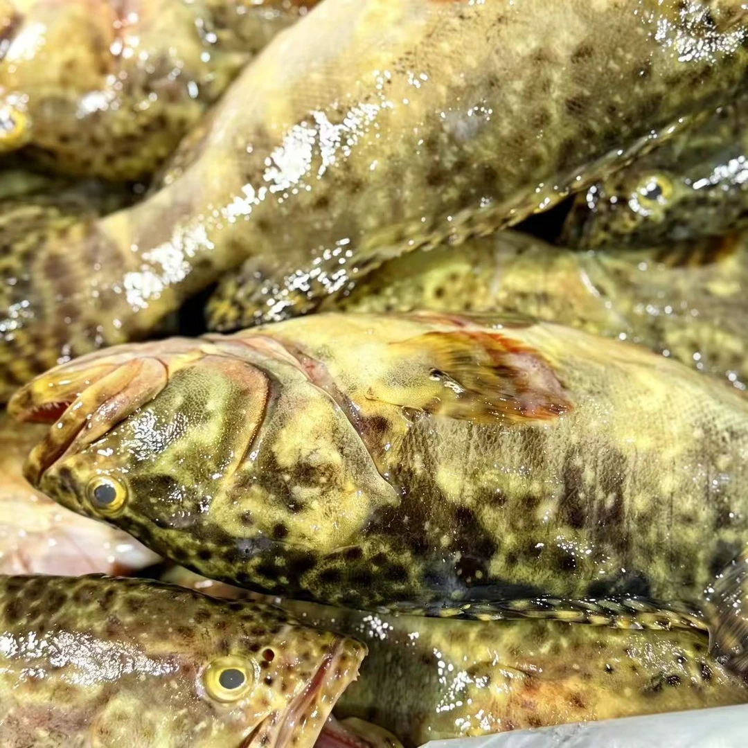 汕尾野生海捕珍珠石斑鱼新鲜深海海鱼海鲜水产