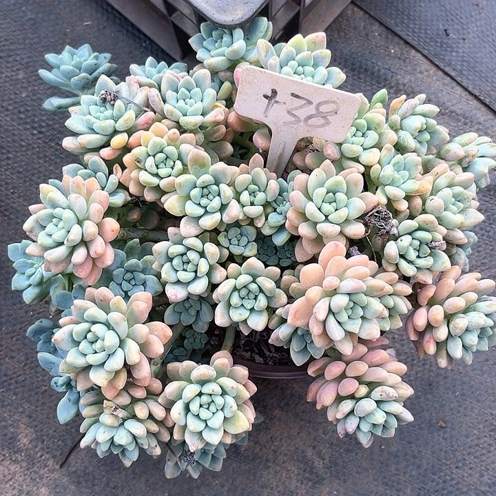 晨语多肉，一物一拍38