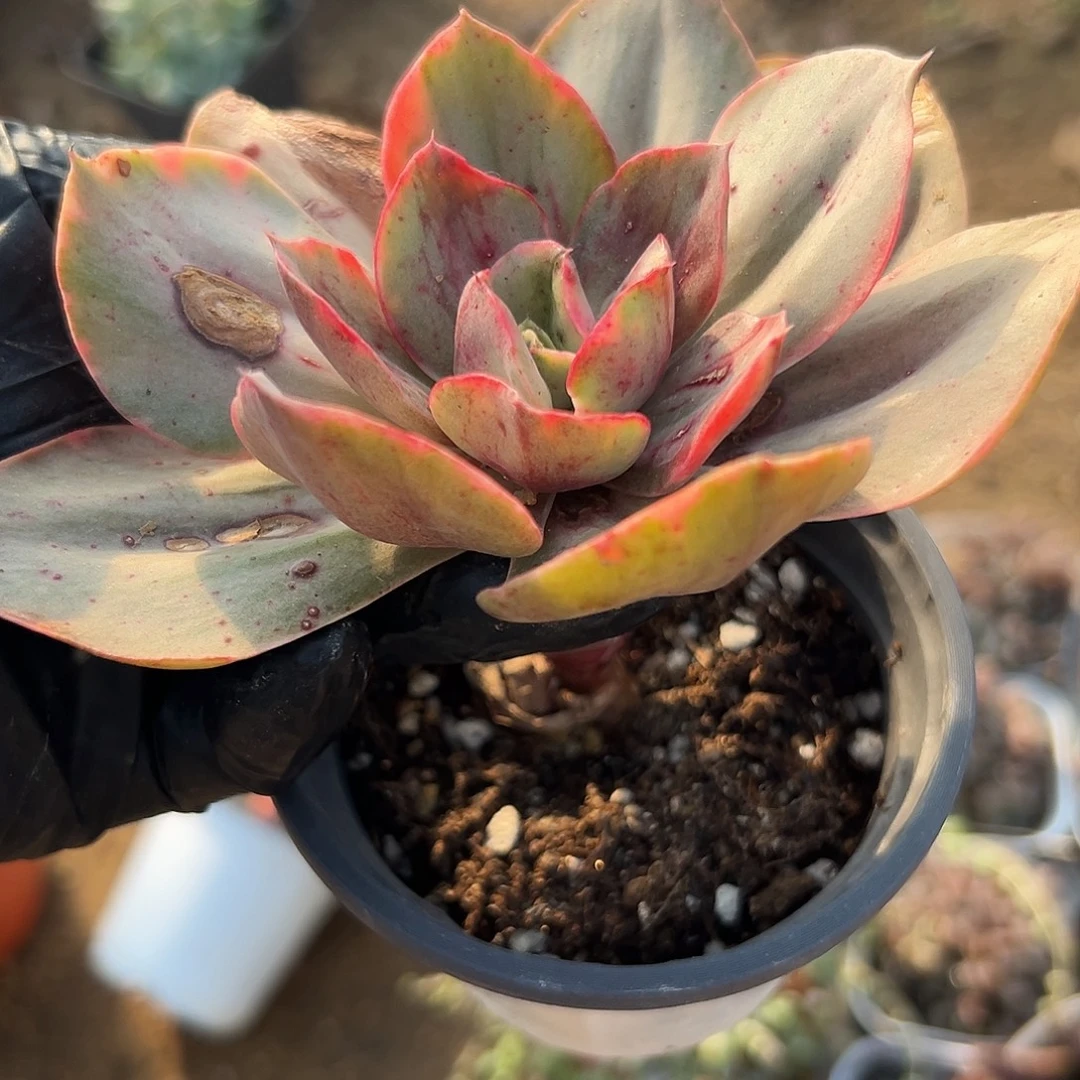 多肉植物多肉植物