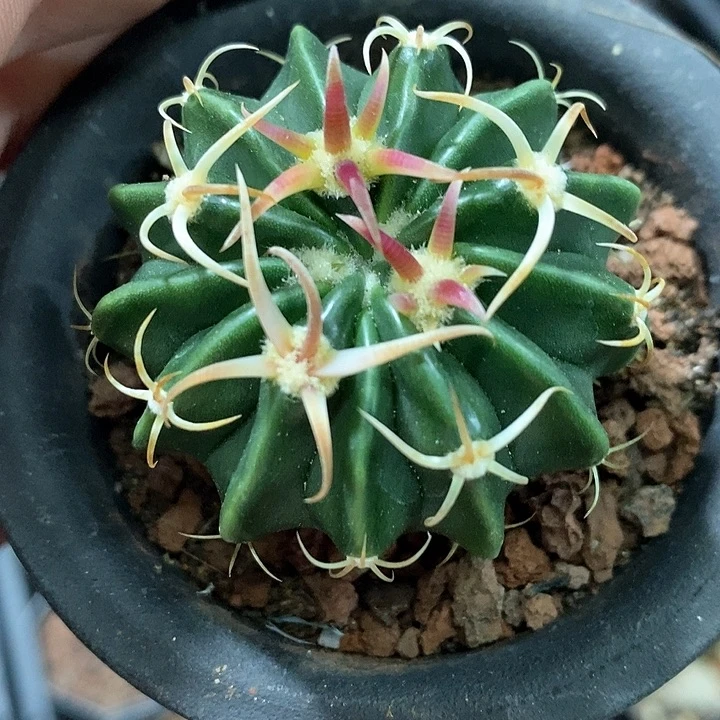 孤品实生武藏王凌波福利4.5cm