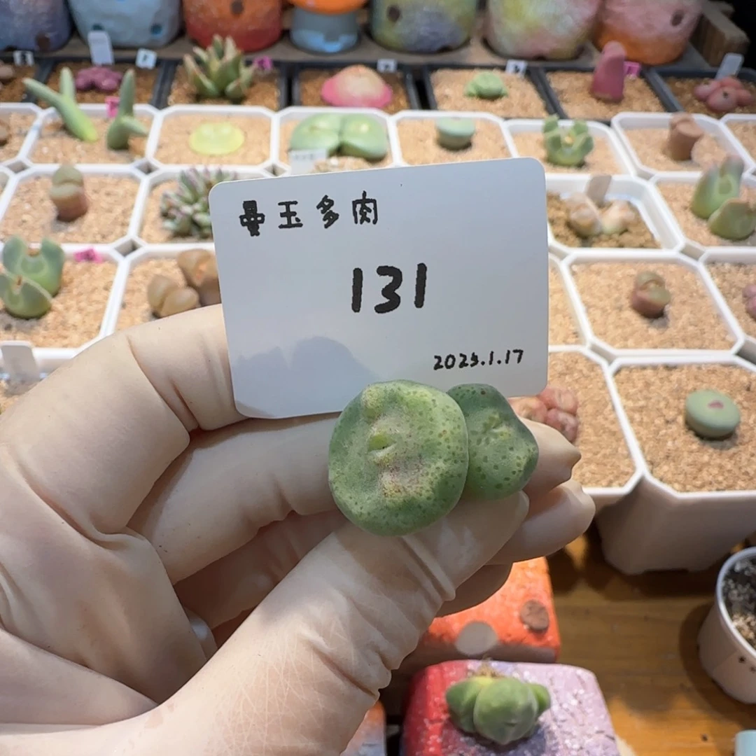 劳****?多肉多肉多肉1.17-131