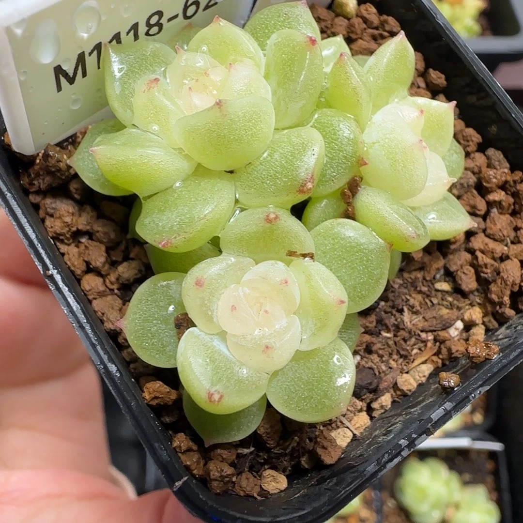 626号七七的心头好哈哈哈哈