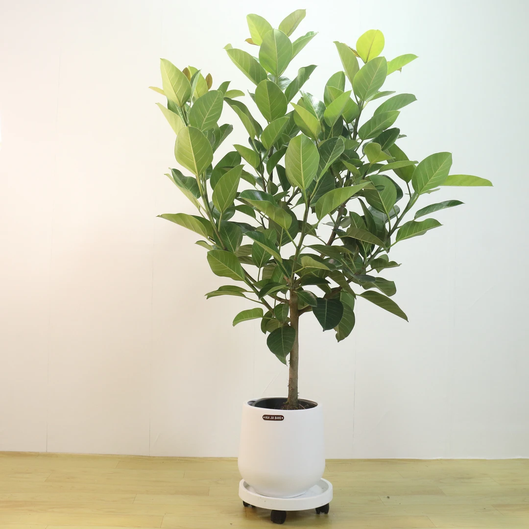 孟加拉榕盆栽室内种植净化空气四季常青绿植